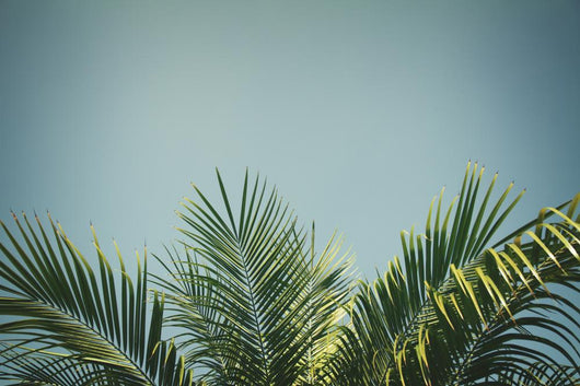 palm tree Wall Decal