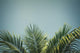 palm tree Wall Decal