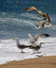 Seagulls