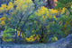 Trees On Edge Of Field In Autumn Wall Mural