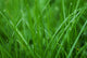 Grass Wall Decal