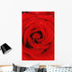 Red Rose With Water Drops Wall Mural