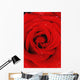 Red Rose With Water Drops Wall Mural