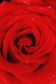 Red Rose With Water Drops Wall Mural