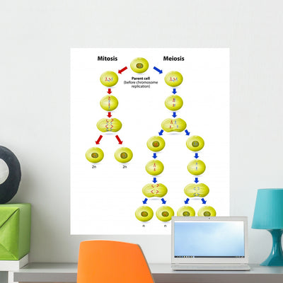 Meiosis Vs Mitosis Wall Decal shown on a wall