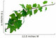 Ivy Wall Decal