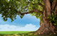 pring meadow with big tree with fresh green leaves Wall Decal