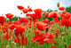 Poppies