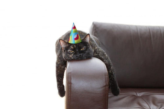 party hangover cat Wall Decal