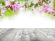 Spring blossoms background Wall Decal