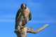 Peregrine falcon sitting on a stick Wall Decal