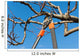 pruning tree Wall Decal