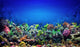 Coral Reef Wall Decal