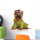 adorable yorkie in a knitted sweater Wall Decal