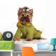 adorable yorkie in a knitted sweater Wall Decal