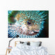 Puffed Blow fish Wall Decal