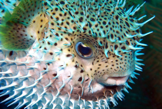 Puffed Blow fish Wall Decal