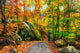 Rocky Path in an Autumn Forest Wall Decal