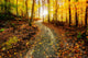 Sun Shining Down the Golden Forest Path Wall Decal