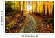 Sun Shining Down the Golden Forest Path Wall Decal