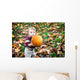 Wide Eyed Toddler Outside Holding a Big Pumpkin Wall Decal
