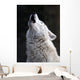 Howling White Wolf Wall Decal