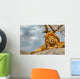 Male lion sitting on a rock facing straight Wall Decal
