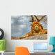 Male lion sitting on a rock facing straight Wall Decal