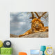 Male lion sitting on a rock facing straight Wall Decal