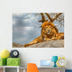 Male lion sitting on a rock facing straight Wall Decal