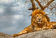 Male lion sitting on a rock facing straight Wall Decal