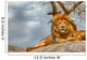Male lion sitting on a rock facing straight Wall Decal