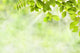 Spring Foliage Leaves Wall Decal