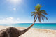 Palm tree on caribbean beach Wall Decal