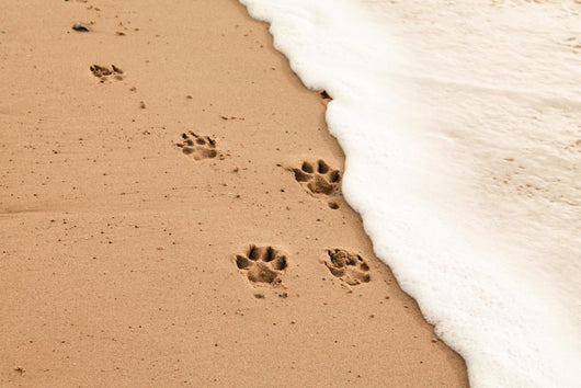 Paw prints in the sand Wall Decal