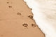 Paw prints in the sand Wall Decal