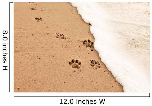 Paw prints in the sand Wall Decal