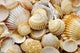 sea shells and sand Wall Decal