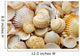 sea shells and sand Wall Decal