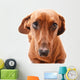 Dachshund Wall Decal