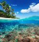 Coral Reef Tropical Sea