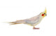 Pet Cockatiel Wall Decal