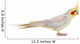 Pet Cockatiel Wall Decal