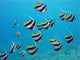 shoal of exotic fishes bannerfishes above the coral reef Wall Decal