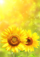 Bright Yellow Sunflowers