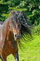 Wilde Mhne Wall Decal