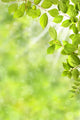 Spring Leaves Wall Decal