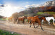 Herd Of Horses Wall Decal