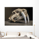 Saber tooth tiger skull Wall Mural