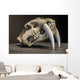 Saber tooth tiger skull Wall Mural